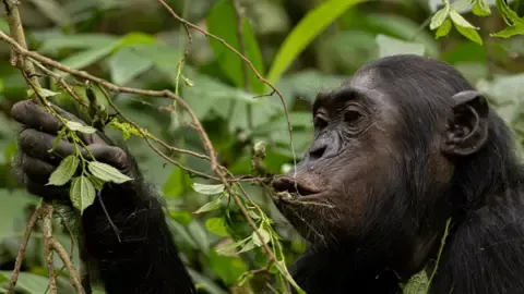 Wild Chimps Drinking a Daily Dose of One Lager Daily from Fermented Fruits, Research Reveals
