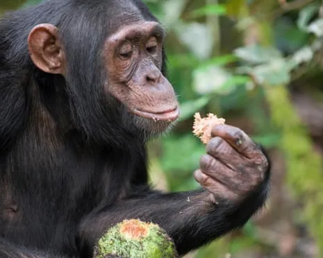 Wild Chimps Drink Everyday Alcohol Comparable to a Lager from Ripe Fruit